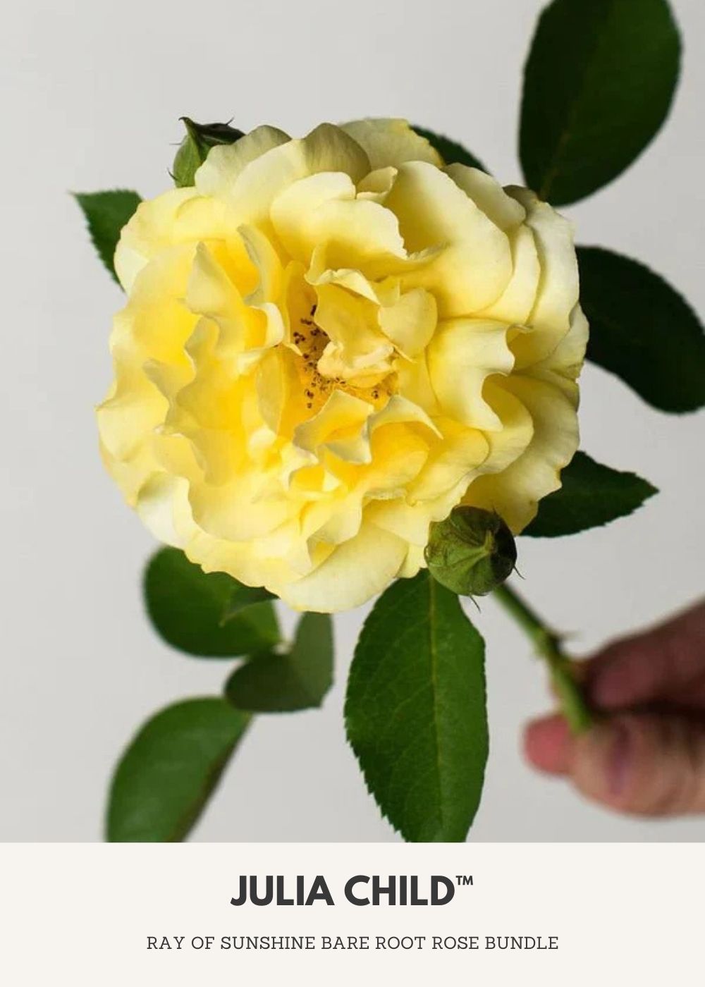 Ray Of Sunshine Bare Root Rose Collection - Menagerie Farm &amp; Flower