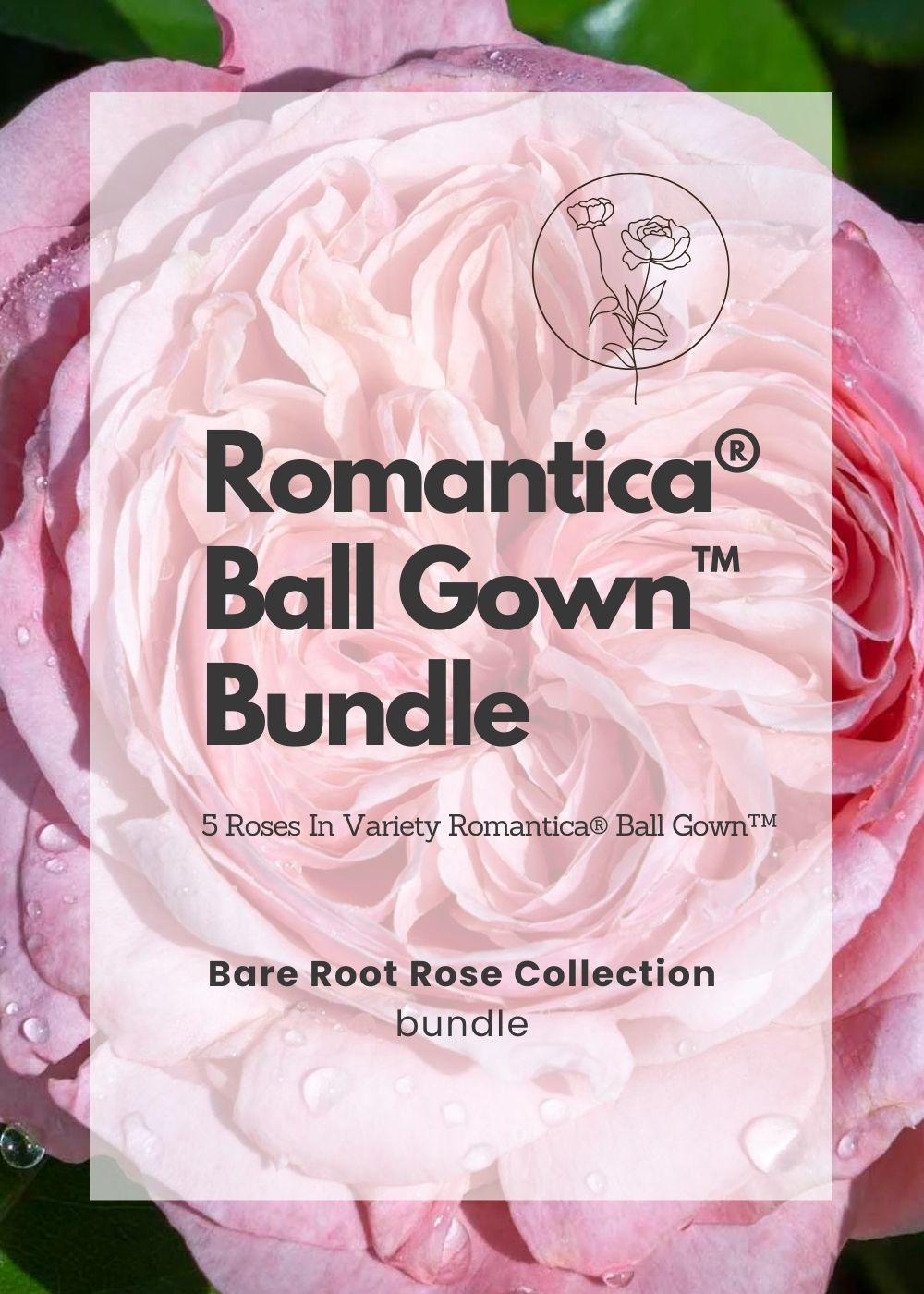 Romantica® Ball Gown™ Bare Root Rose Bundle of 5 Roses - Menagerie Farm &amp; Flower