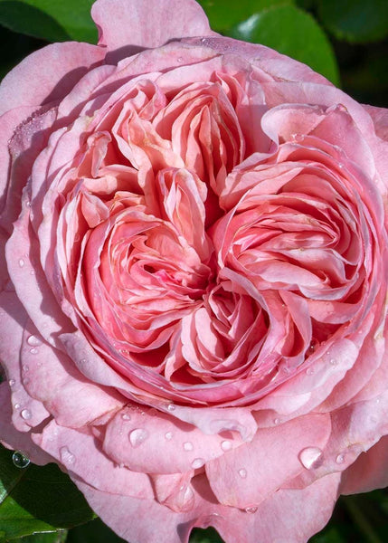 romantica-ball-gown-rose-