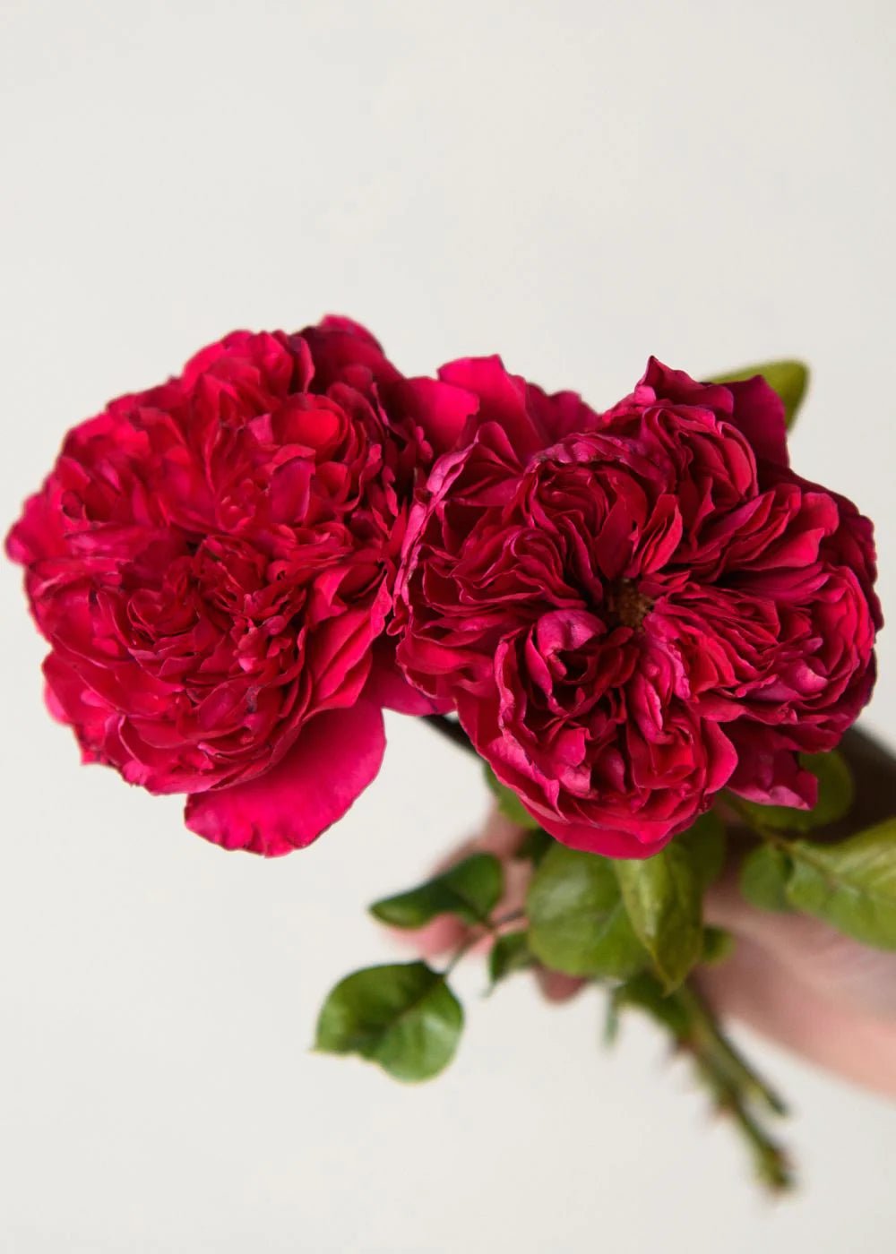 Rouge Royale™ Bare Root Rose Bundle of 5 Roses - Menagerie Farm &amp; Flower