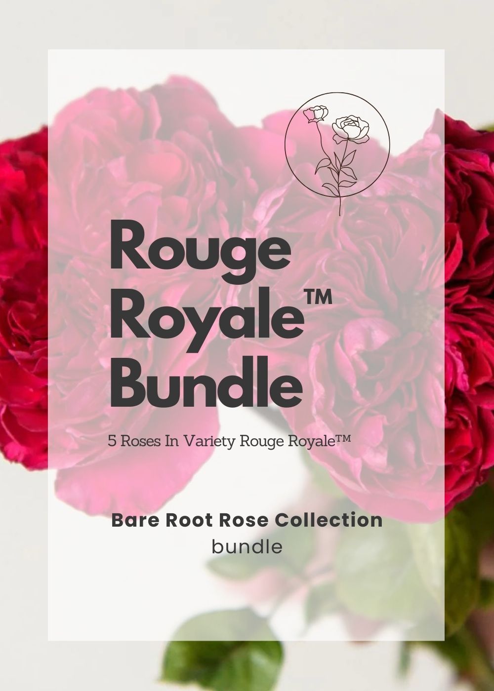 Rouge Royale™ Bare Root Rose Bundle of 5 Roses - Menagerie Farm &amp; Flower