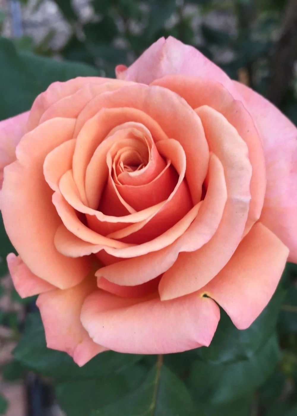 Singin&#39; In The Rain Rose Potted - Menagerie Farm &amp; Flower