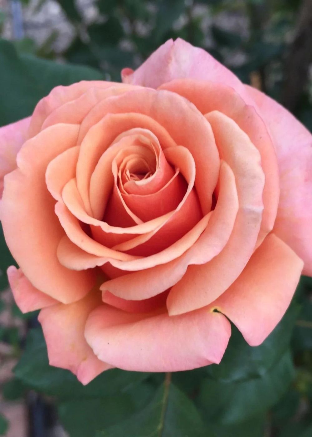 Sing Roses Singin' In The Rain Bare Root Rose - Menagerie Farm & Flower