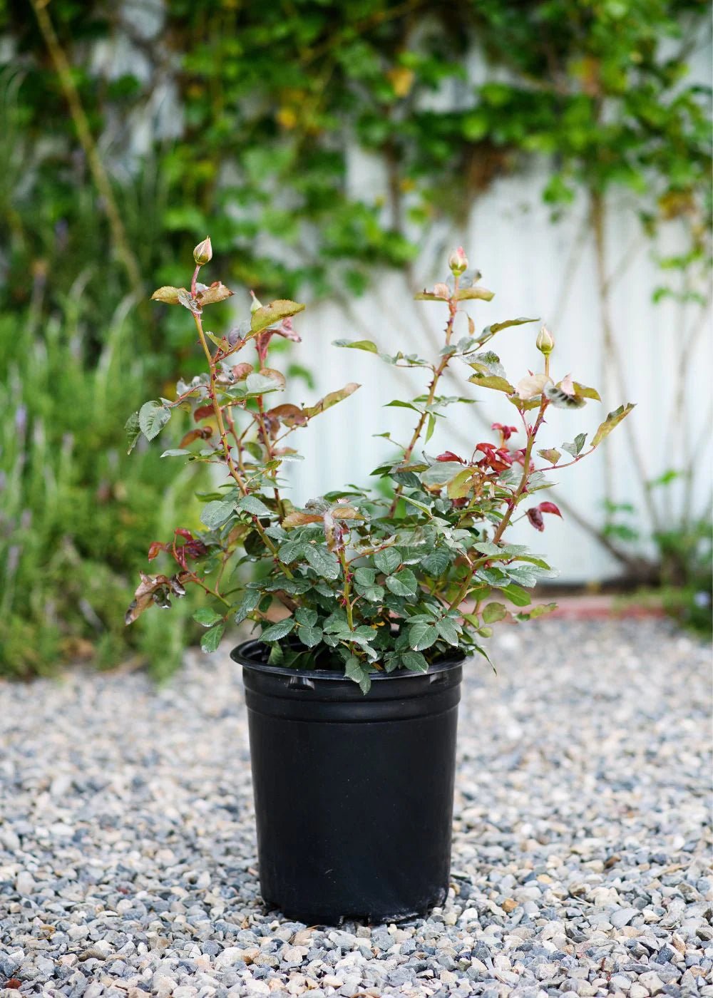 Singin&#39; In The Rain Rose Potted - Menagerie Farm &amp; Flower