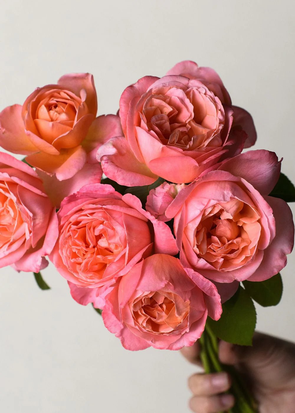 Sweet Mademoiselle™ Bare Root Rose Bundle of 5 Roses - Menagerie Farm &amp; Flower