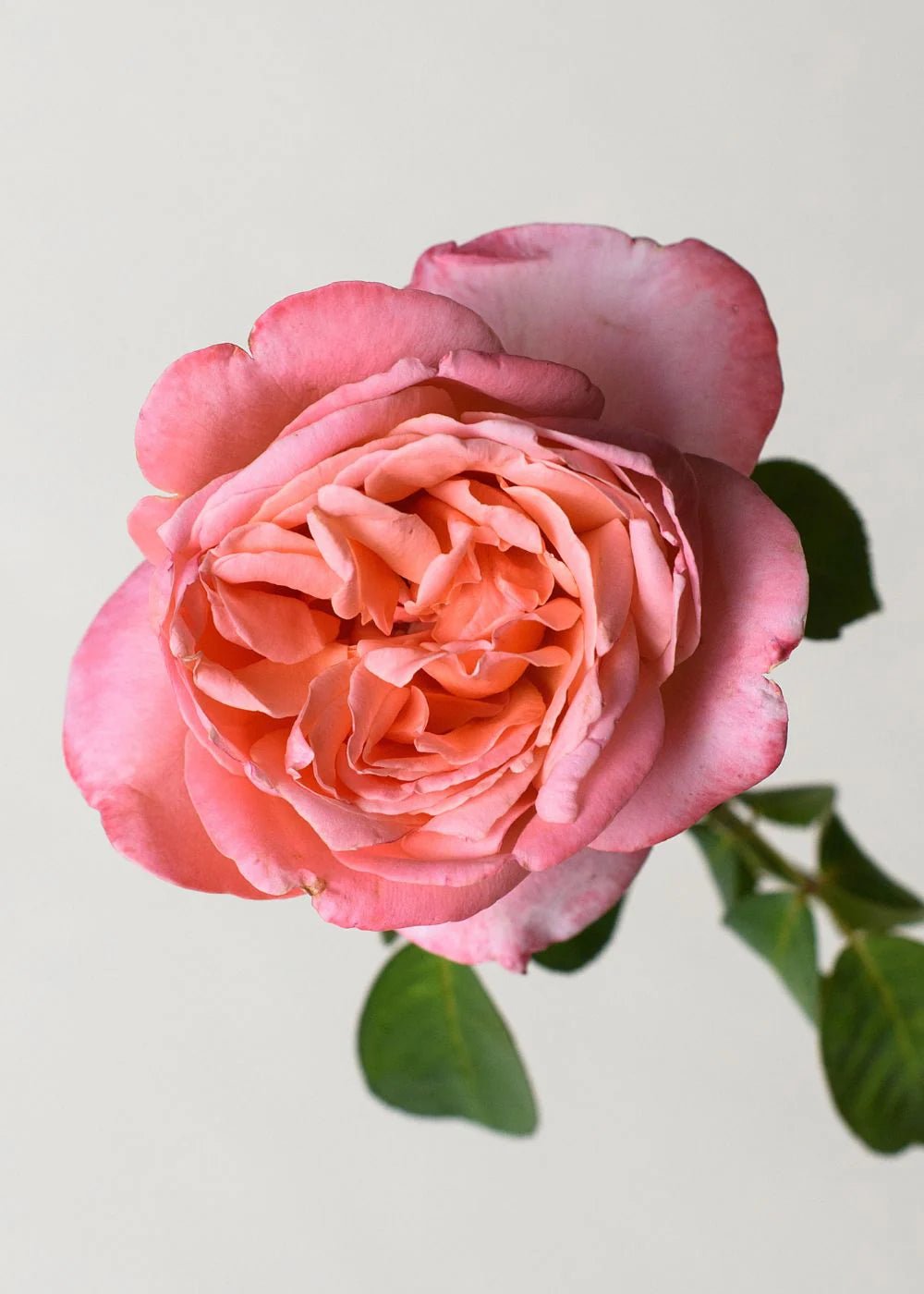 Sweet Mademoiselle™ Bare Root Rose Bundle of 5 Roses - Menagerie Farm &amp; Flower