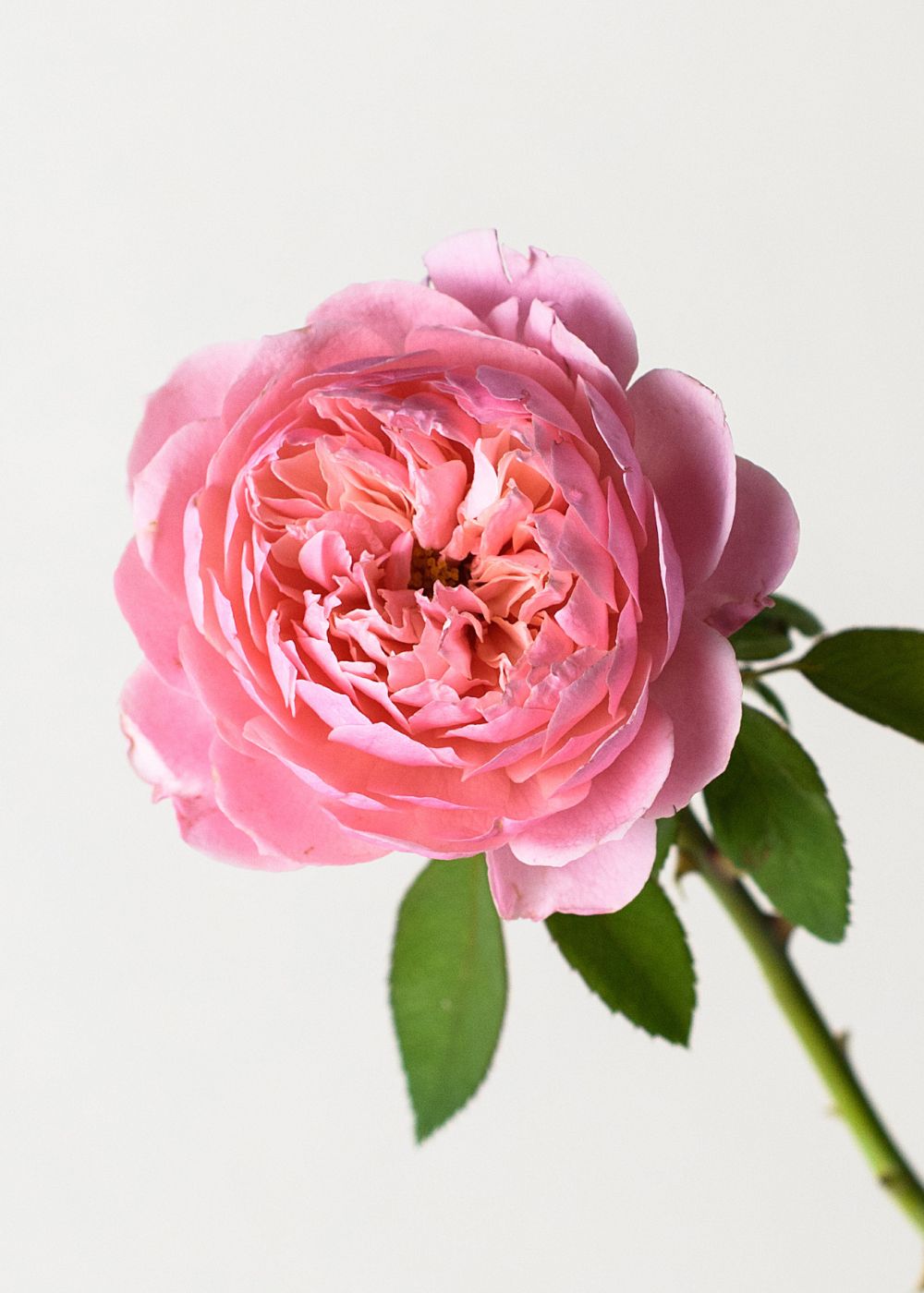 The Alnwick Rose Potted - Menagerie Farm & Flower