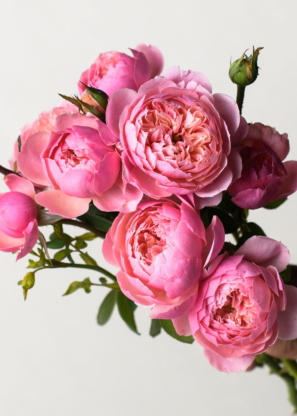 The Alnwick Rose Potted - Menagerie Farm & Flower