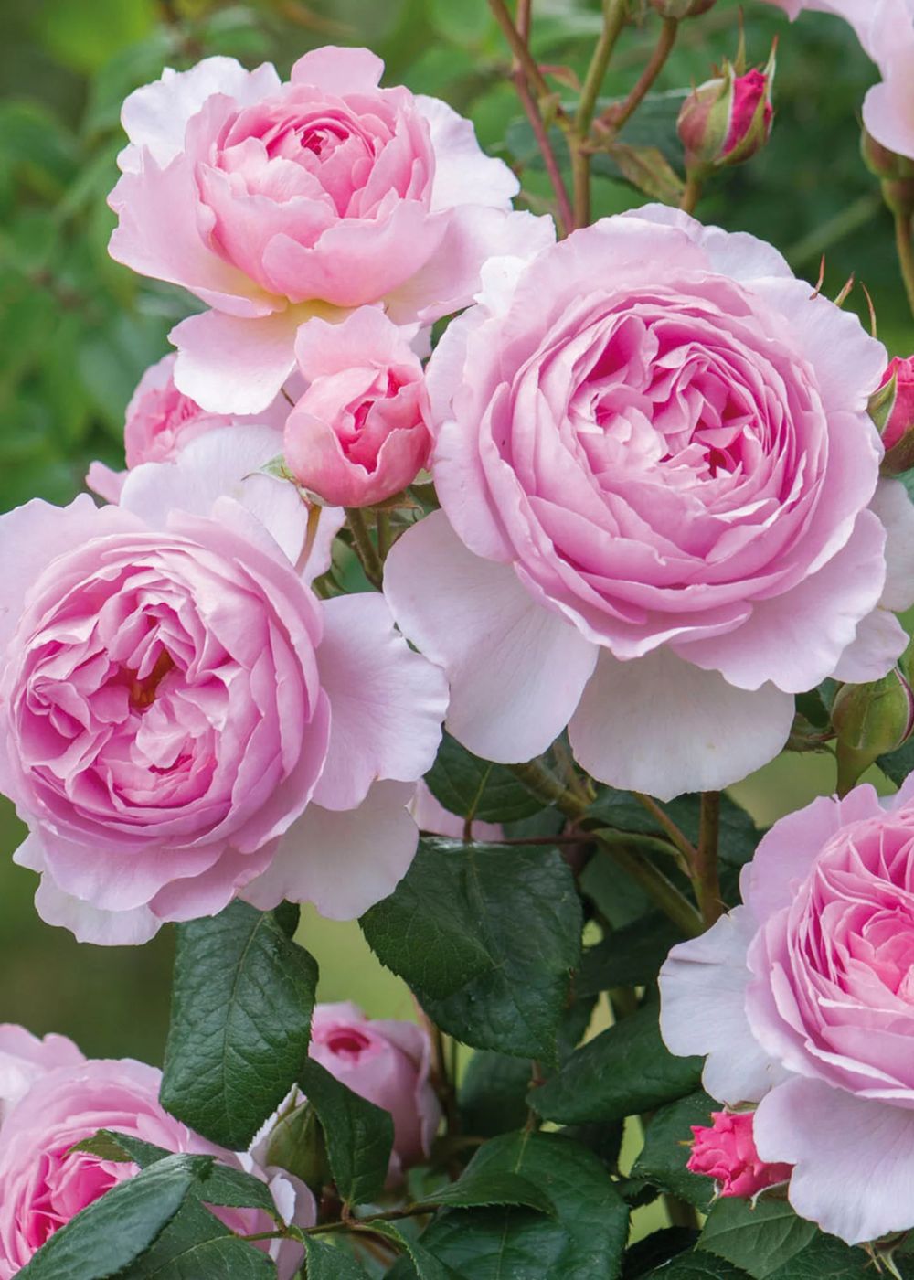 The Ancient Mariner™ Rose Potted - Menagerie Farm & Flower