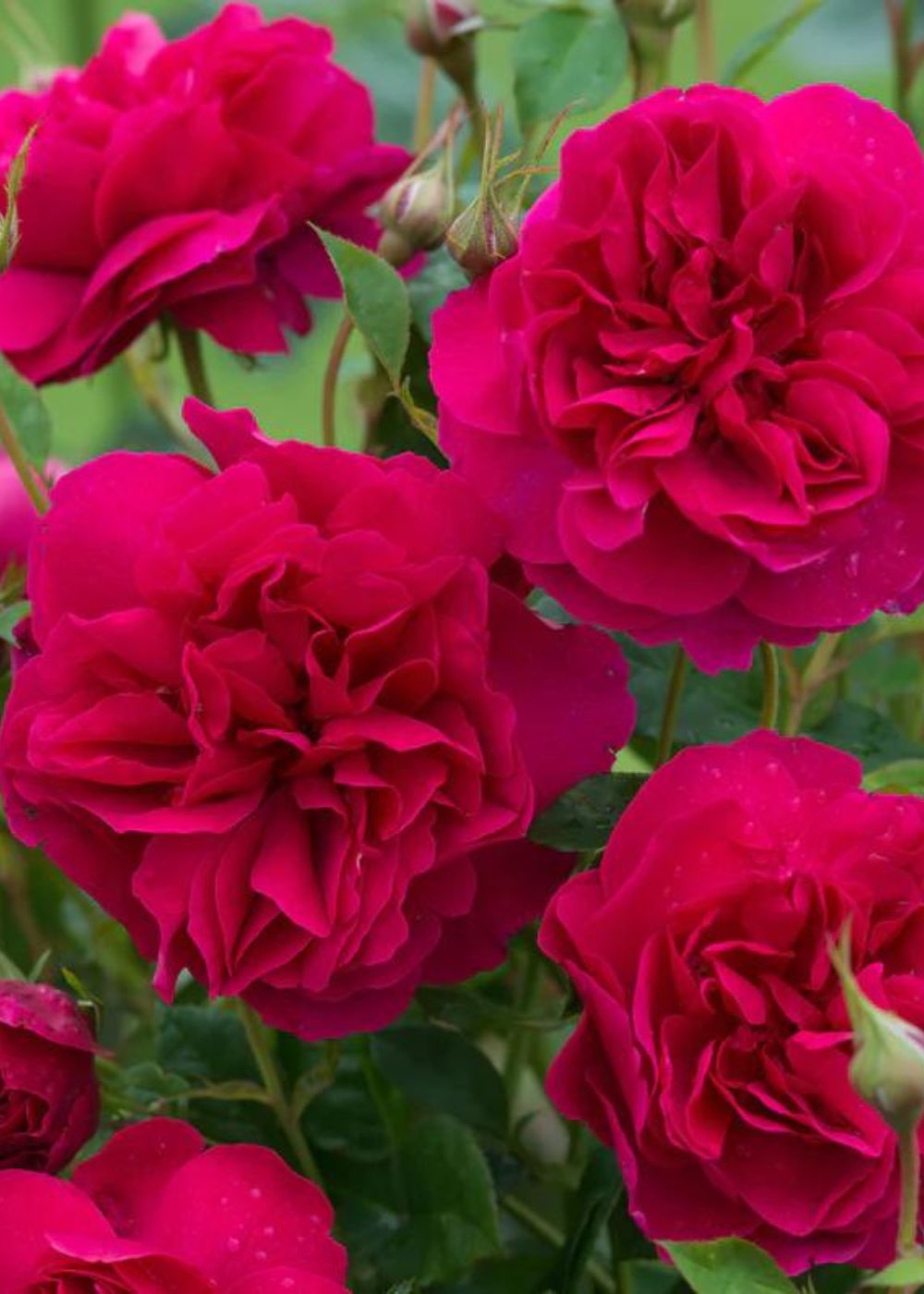 Thomas À Becket® Rose Potted