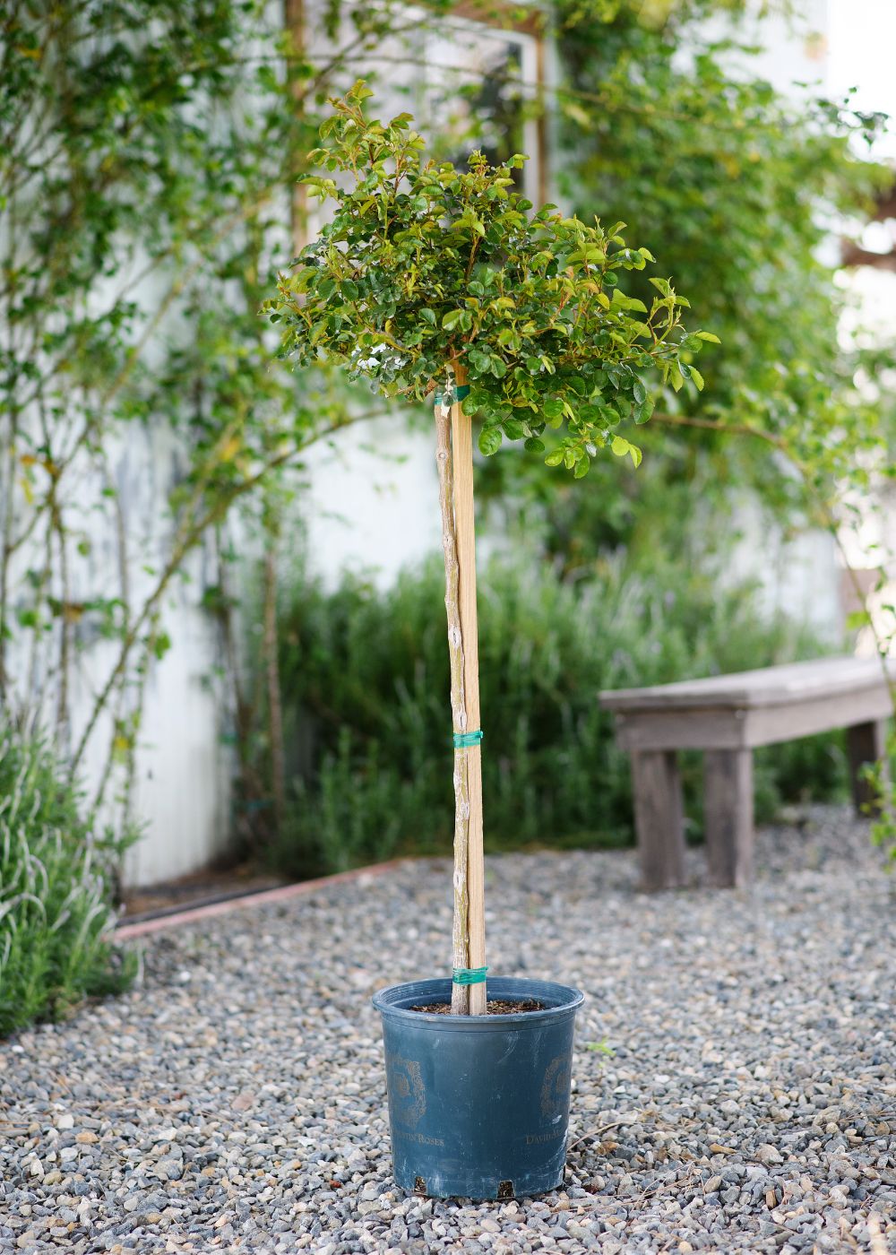 Tranquility Potted Tree Rose - Menagerie Farm &amp; Flower