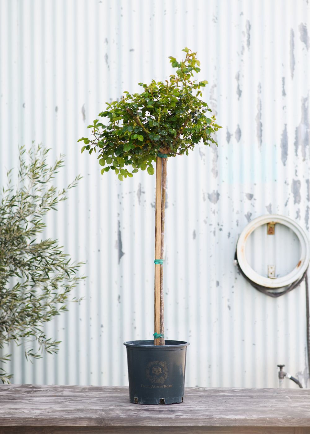 Tranquility Potted Tree Rose - Menagerie Farm &amp; Flower