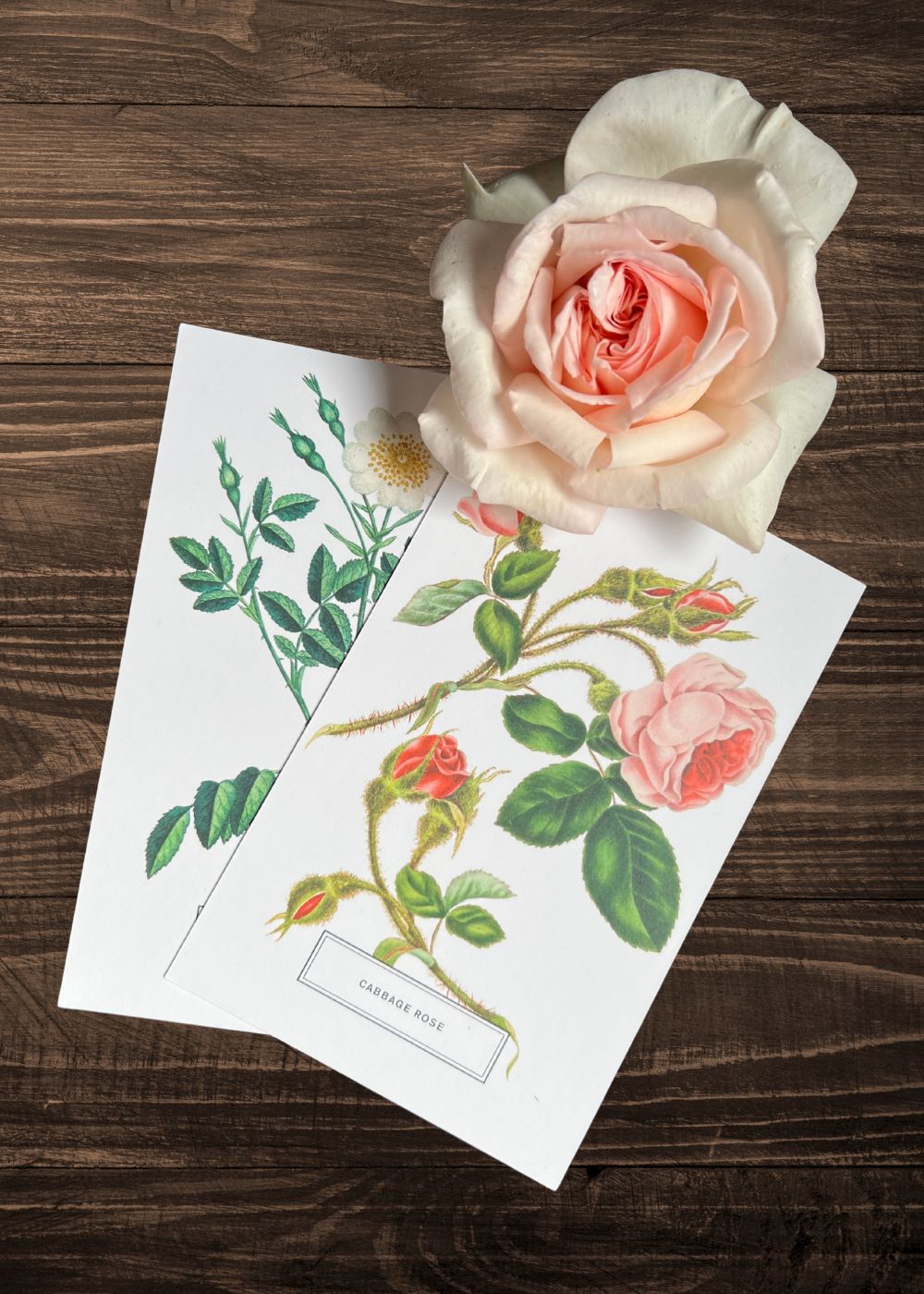 Vintage - Style Botanical Rose Postcard Prints (Set of 10) - Menagerie Farm & Flower