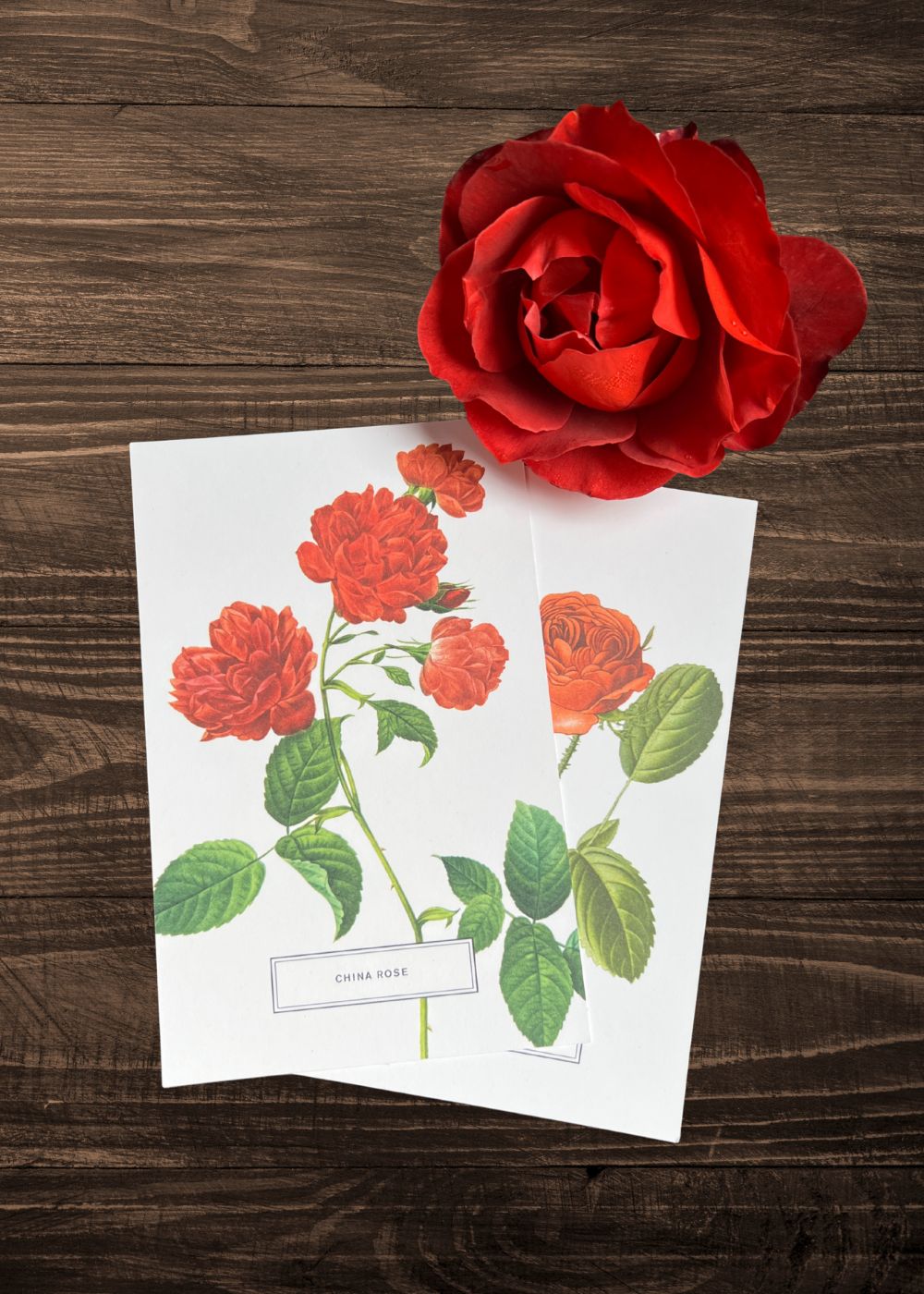 Vintage - Style Botanical Rose Postcard Prints (Set of 10) - Menagerie Farm & Flower