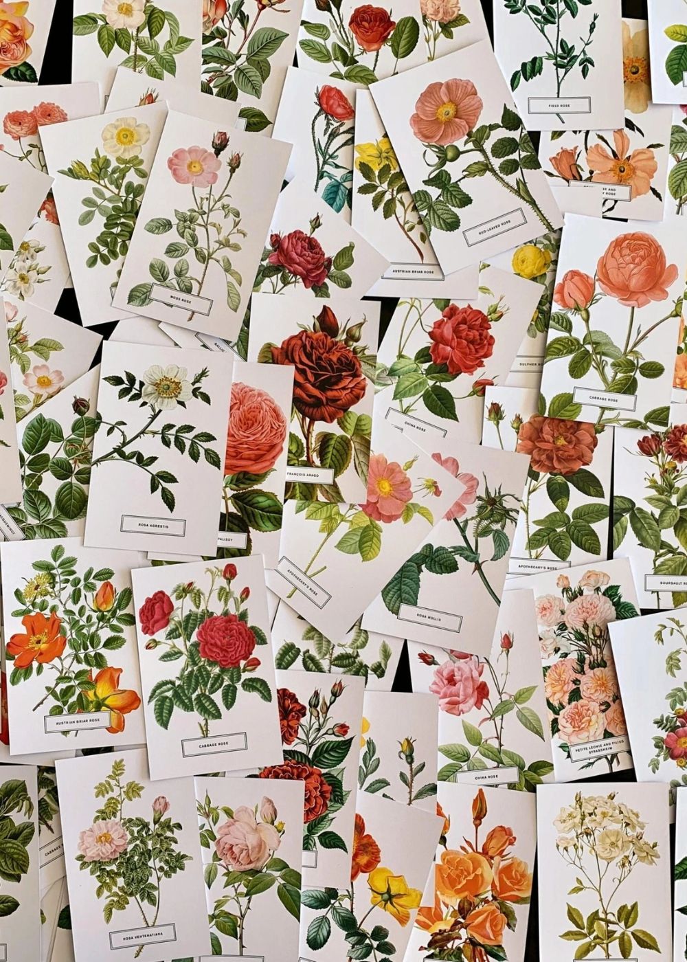 Vintage - Style Botanical Rose Postcard Prints (Set of 10) - Menagerie Farm & Flower