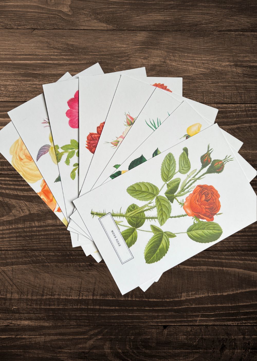 Vintage - Style Botanical Rose Postcard Prints (Set of 10) - Menagerie Farm & Flower
