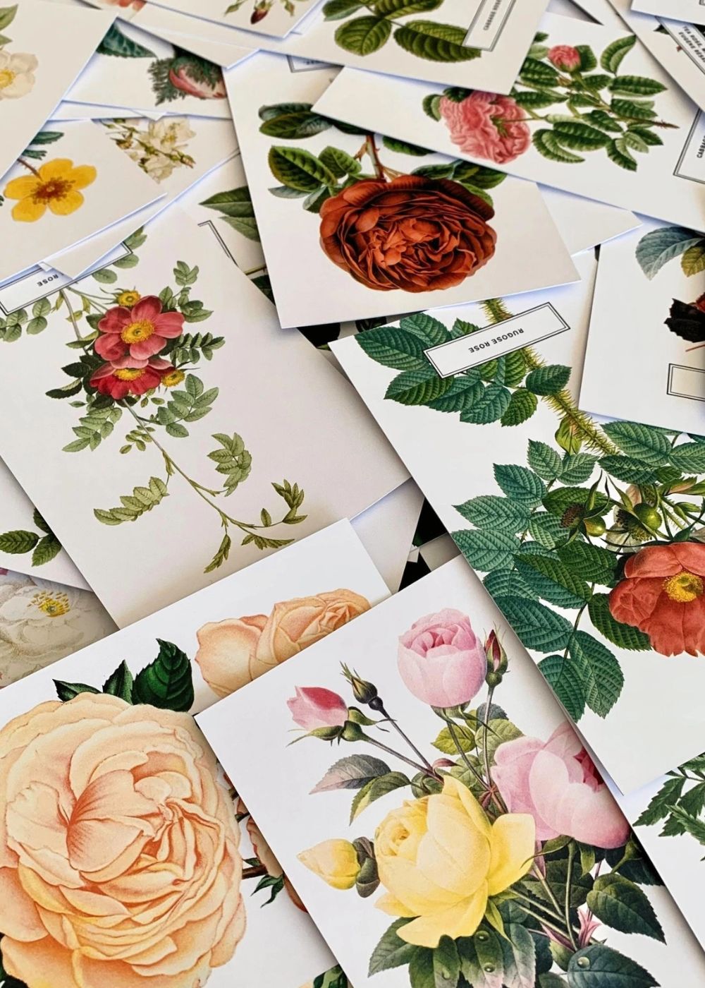 Vintage - Style Botanical Rose Postcard Prints (Set of 10) - Menagerie Farm & Flower