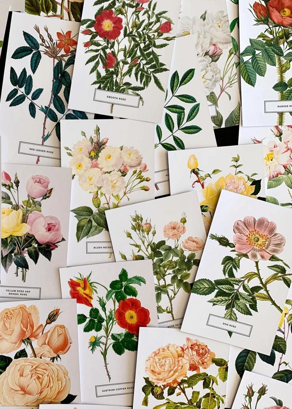 Vintage - Style Botanical Rose Postcard Prints (Set of 10) - Menagerie Farm & Flower