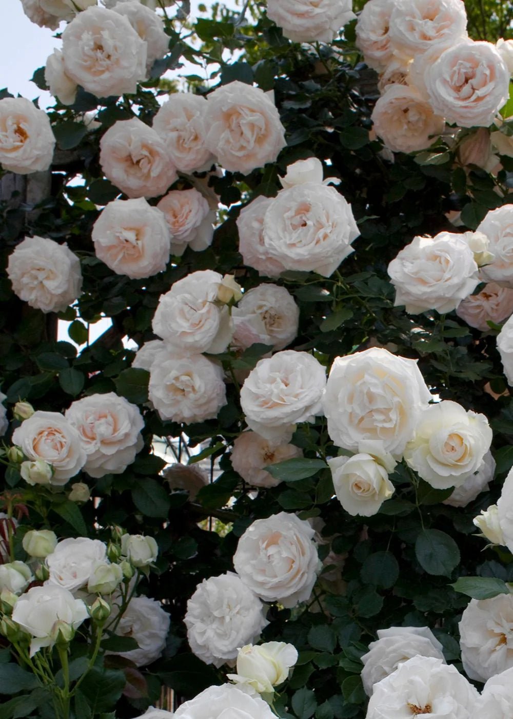 White Eden Climber® Bare Root Rose Bundle of 5 Roses - Menagerie Farm &amp; Flower