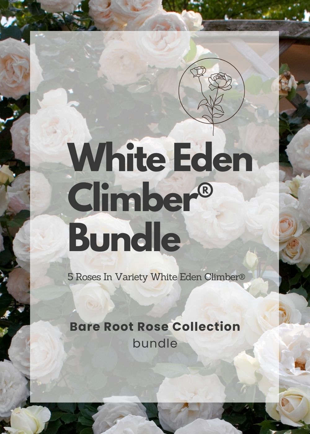 White Eden Climber® Bare Root Rose Bundle of 5 Roses - Menagerie Farm &amp; Flower