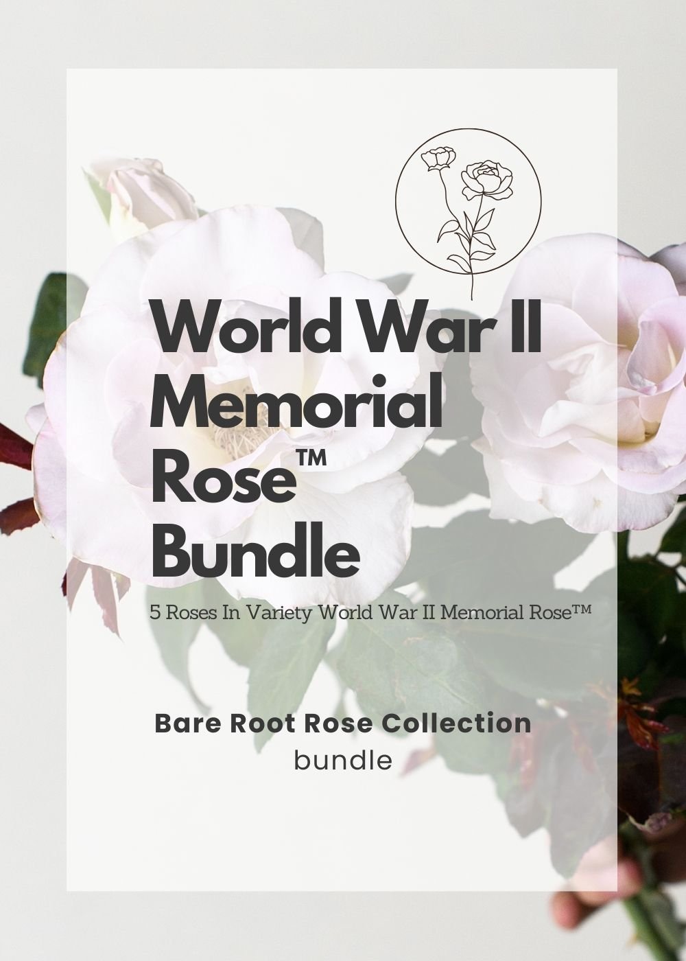 World War II Memorial Rose™ Bare Root Rose Bundle of 5 Roses - Menagerie Farm &amp; Flower