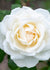 Icecap™ Rose Bare Root - Menagerie Farm & Flower