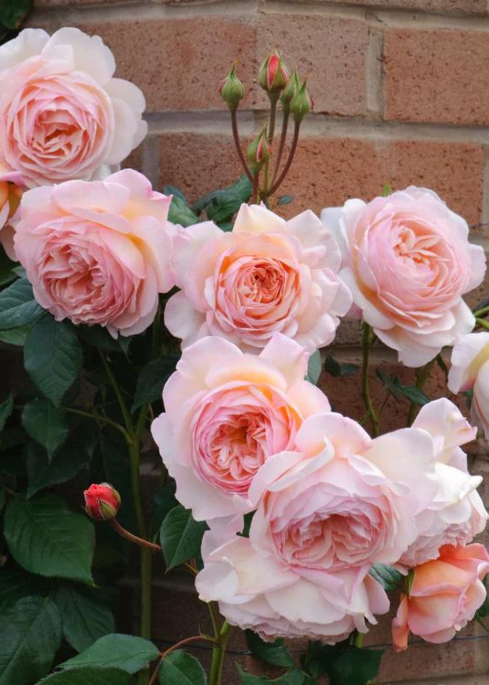 A Shropshire Lad Rose Bare Root (Archived) - Menagerie Farm &amp; Flower