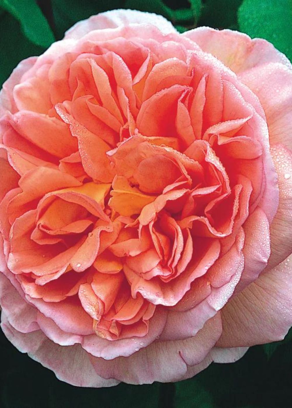 Abraham Darby® Rose Bare Root (Archived) - Menagerie Farm &amp; Flower