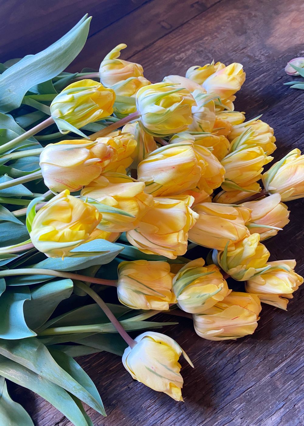 Akebono Tulip Bulbs - Menagerie Farm &amp; Flower