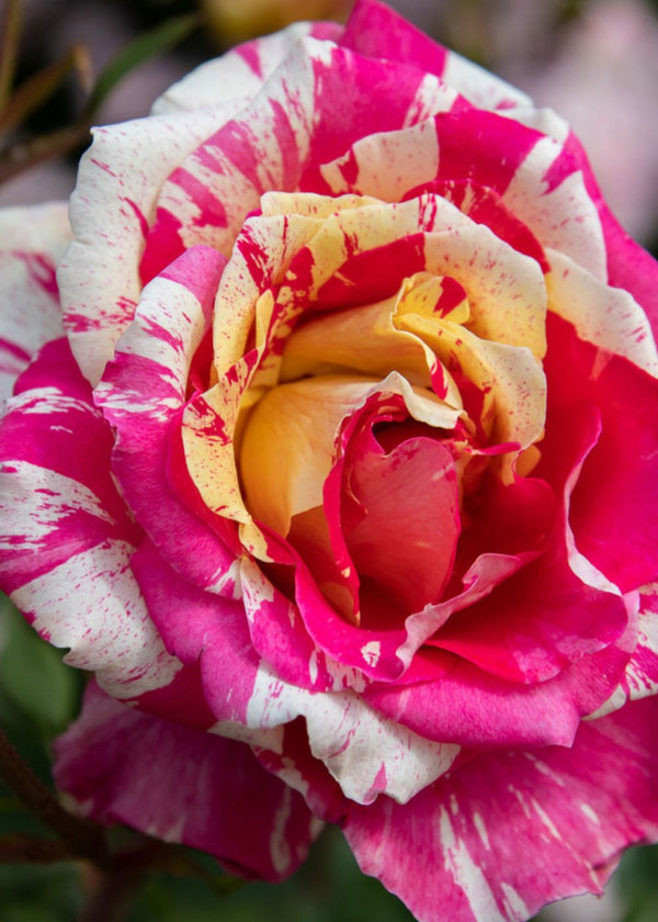 All American Magic™ Bare Root Rose - Menagerie Farm & Flower