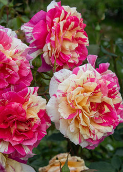 all-american-magic-rose-bare-