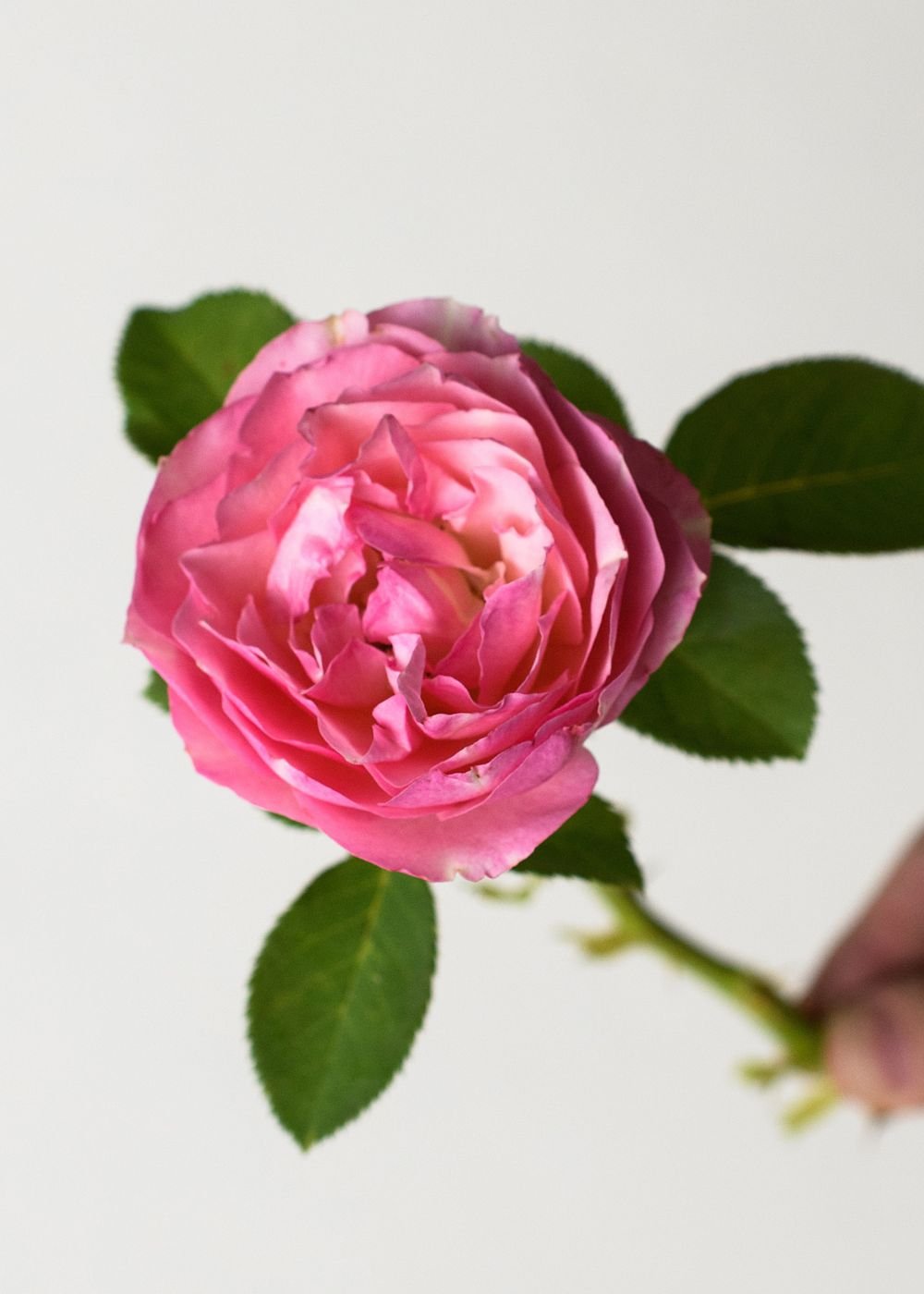 All Dressed Up™ Bare Root Rose