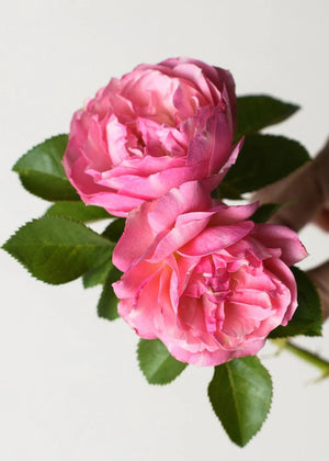 All Dressed Up™ Potted Rose