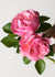 All Dressed Up™ Rose Potted - Menagerie Farm & Flower