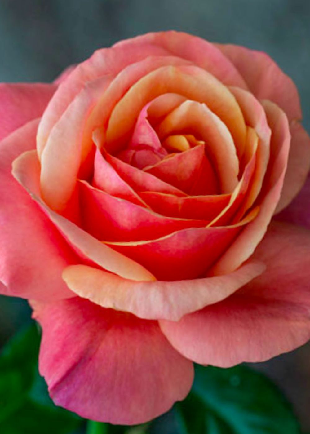 Anna&#39;s Promise® Rose Bare Root - Menagerie Farm &amp; Flower