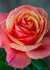 Anna's Promise® Rose Bare Root - Menagerie Farm & Flower