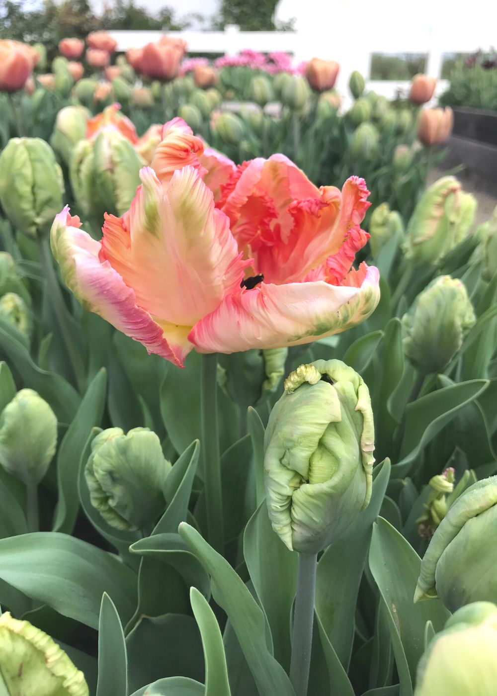 Apricot Parrot Tulip Bulbs - Menagerie Farm &amp; Flower
