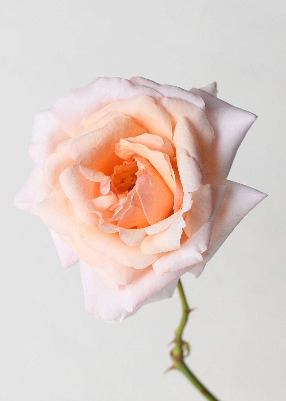 Apricots n' Cream Rose Bare Root (Archived) - Menagerie Farm & Flower