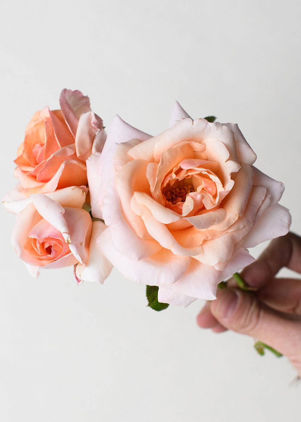 Apricots n' Cream Rose Bare Root (Archived) - Menagerie Farm & Flower