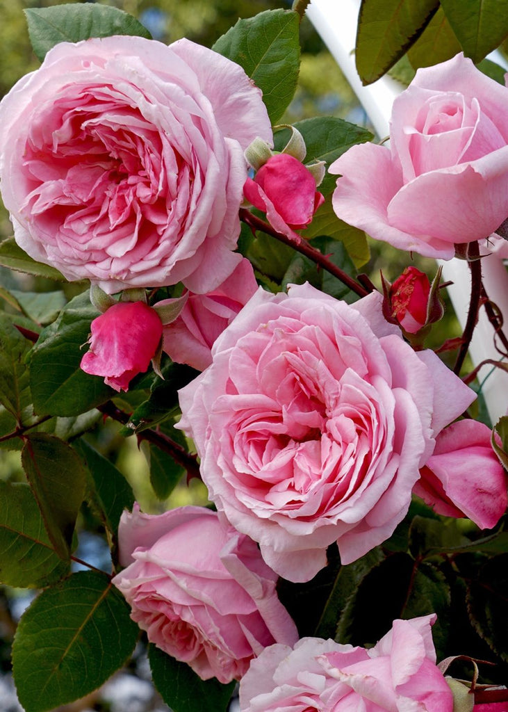 Arborose® Kiss Me Kate™ Climbing Bare Root Rose - Menagerie Farm