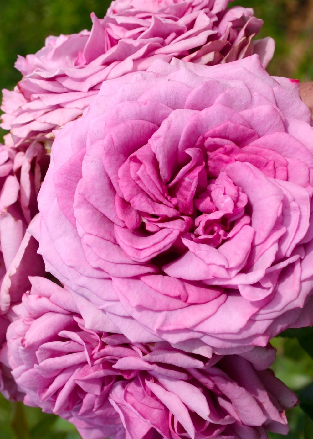 Arborose Roses Arborose Quicksilver Rose at Elizabeth Wells blog