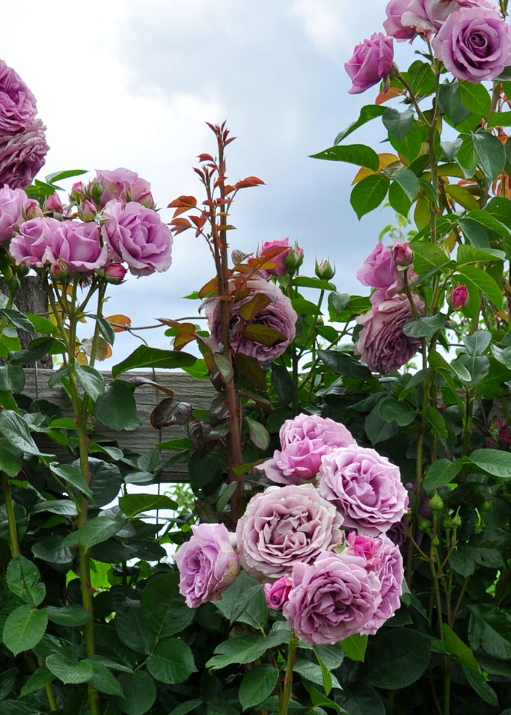 Arborose Roses Arborose Quicksilver Rose at Elizabeth Wells blog