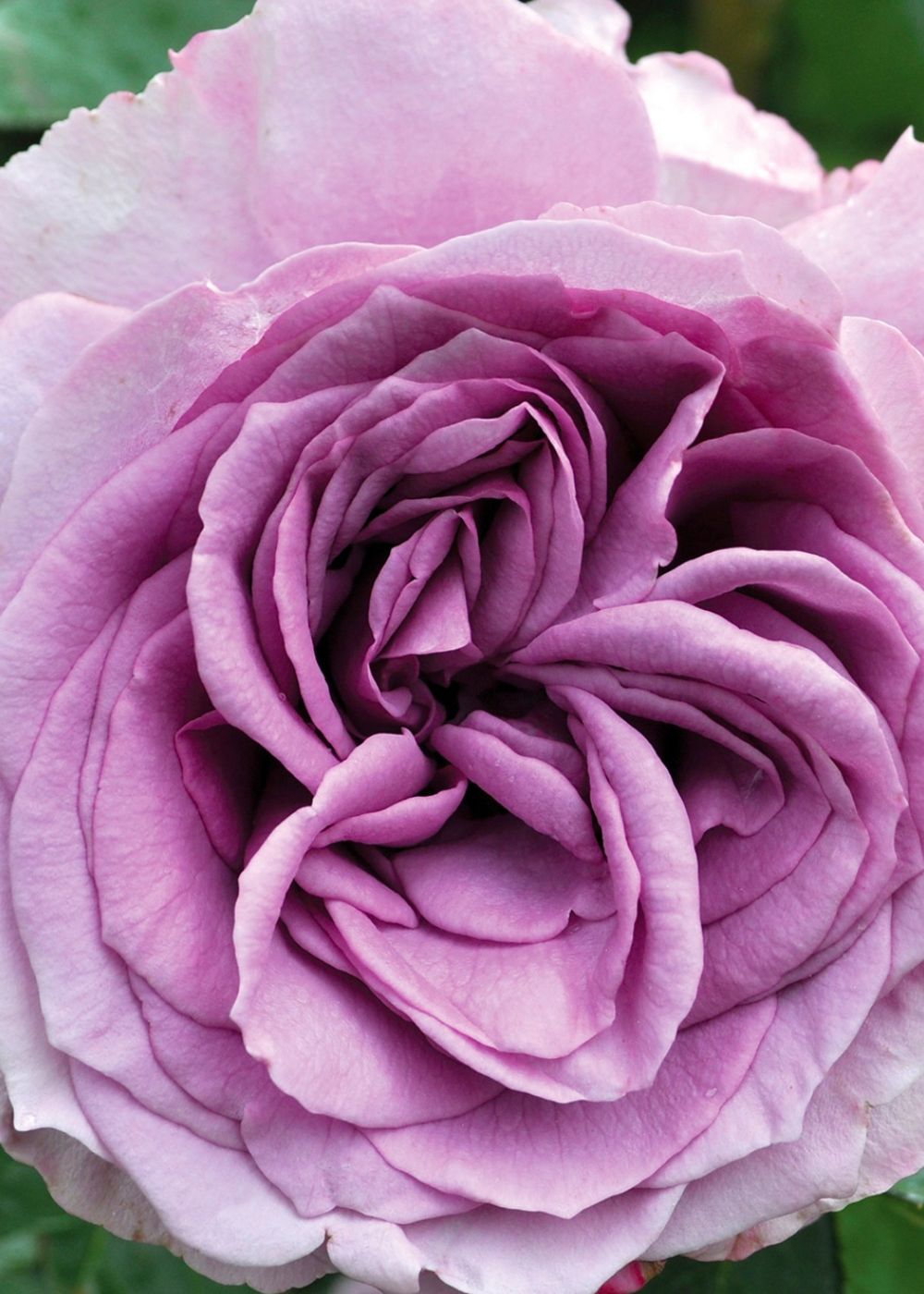Arborose® Quicksilver™ Rose Bare Root - Menagerie Farm &amp; Flower