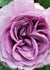 Arborose® Quicksilver™ Rose Bare Root - Menagerie Farm & Flower