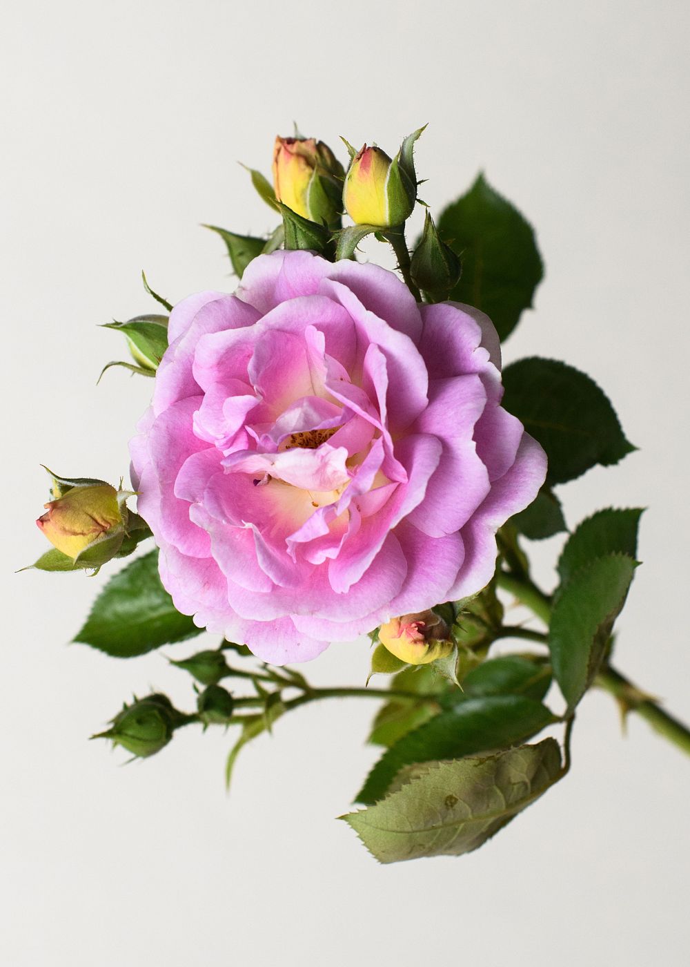 Arctic Blue™ Rose Bare Root (Archived) - Menagerie Farm & Flower