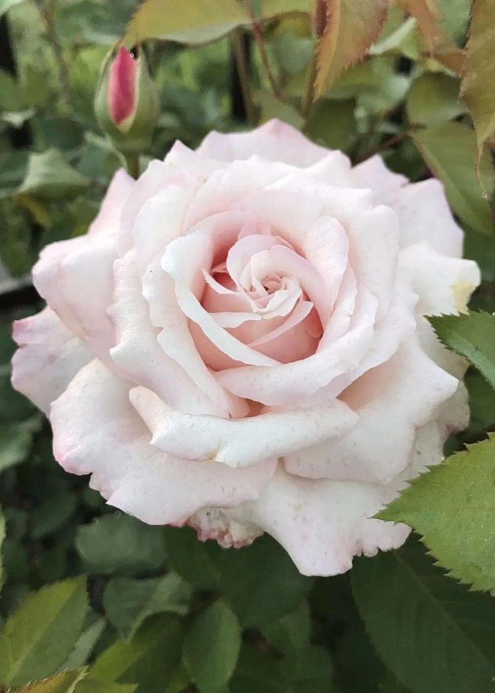Belinda&#39;s Blush Rose Potted (Archived) - Menagerie Farm &amp; Flower