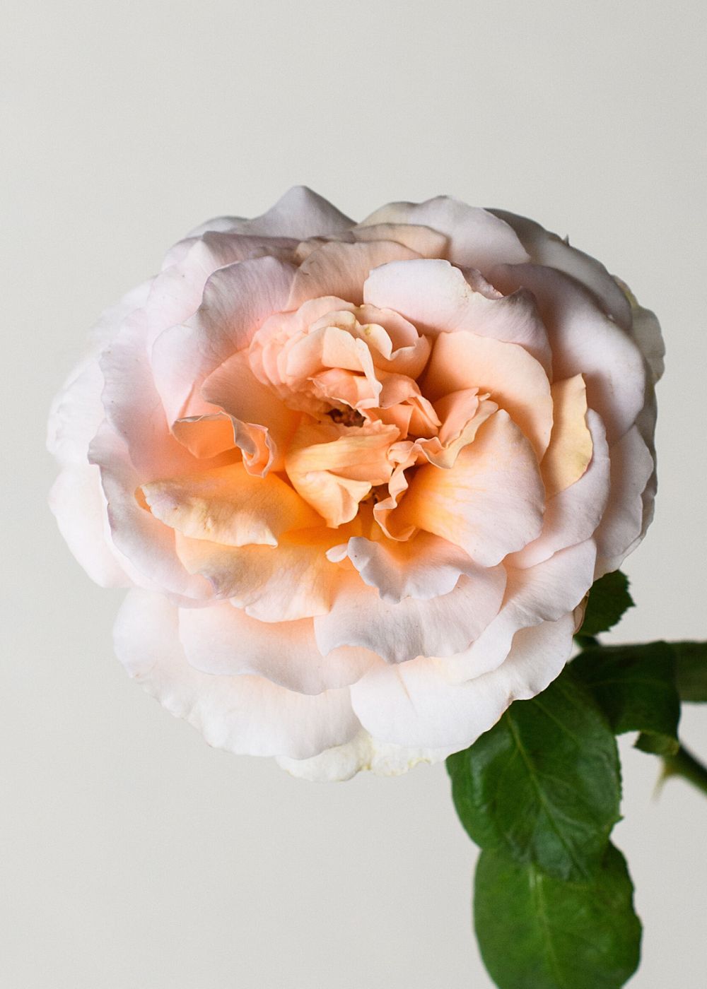 Betty White Rose Bare Root (Archived) - Menagerie Farm &amp; Flower