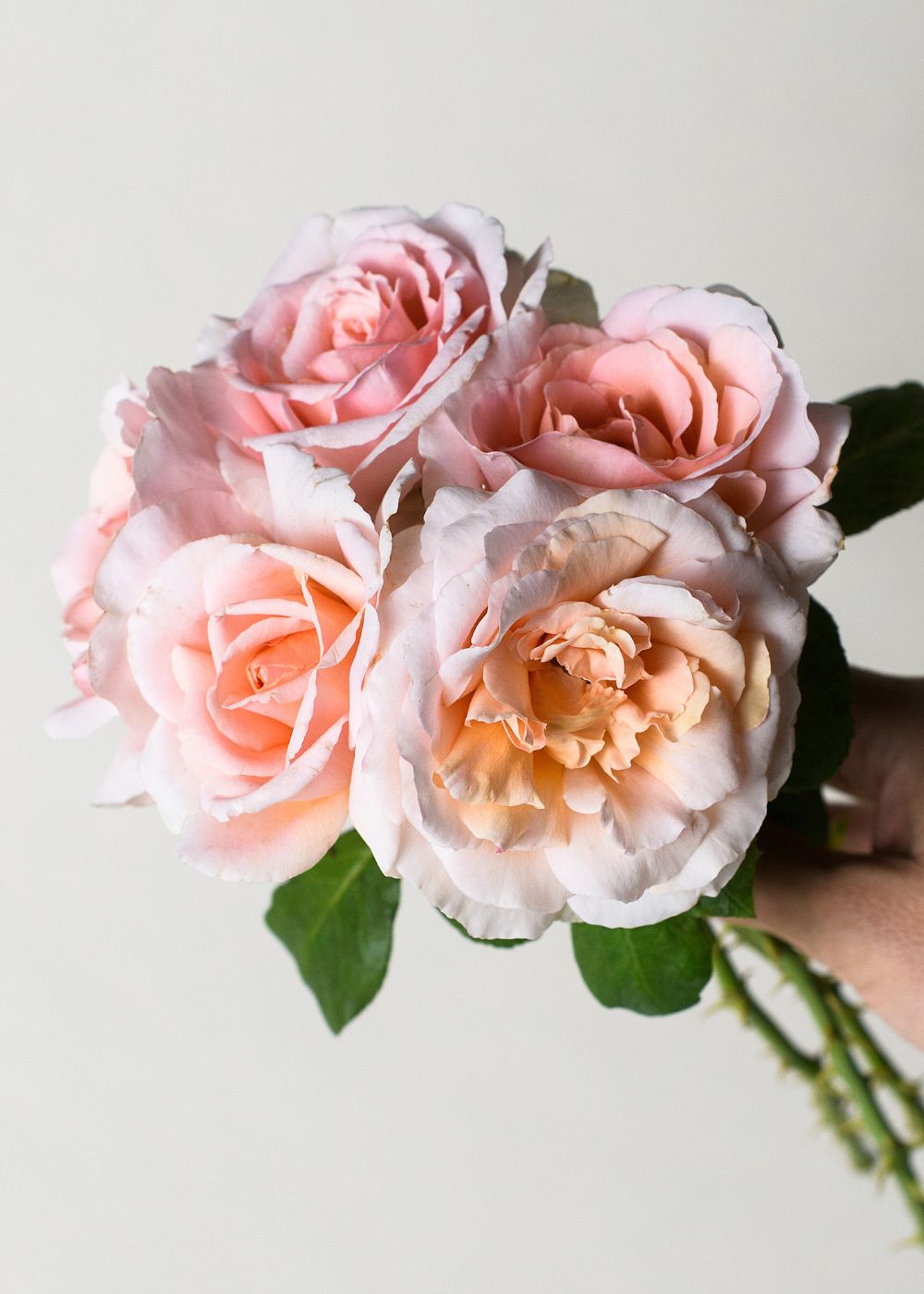 Betty White Rose Bare Root (Archived) - Menagerie Farm &amp; Flower