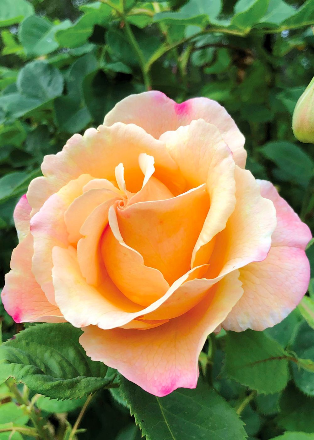 Beverly Rae Rose Beverly Ann Clay Bare Root Rose - Menagerie Farm & Flower