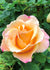 Beverly Ann Clay Rose Bare Root - Menagerie Farm & Flower